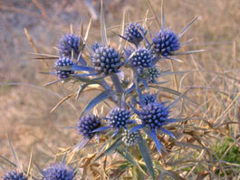 Un fiore tipico del Carso: l'eringio ametistino