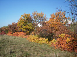 La landa carsica in autunno