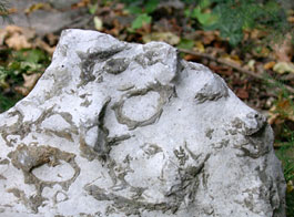 Una pietra con fossili